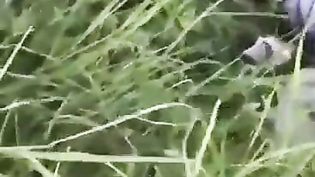 Girl With Big Nyash Caught Having Sex In The Bush In Public