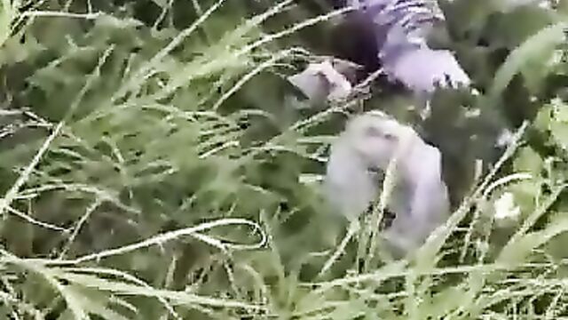 Girl With Big Nyash Caught Having Sex In The Bush In Public - 5 image