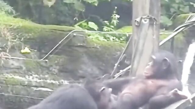 LOL! Blow Job On Animal Farm