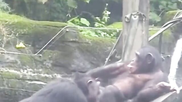 LOL! Blow Job On Animal Farm - 4 image