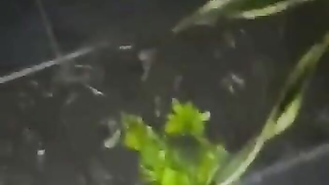 Police Bust Naked African Prostitutes - 4 image