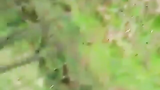 Couple On Honeymoon Caught Having Sex In The Bush - 1 image