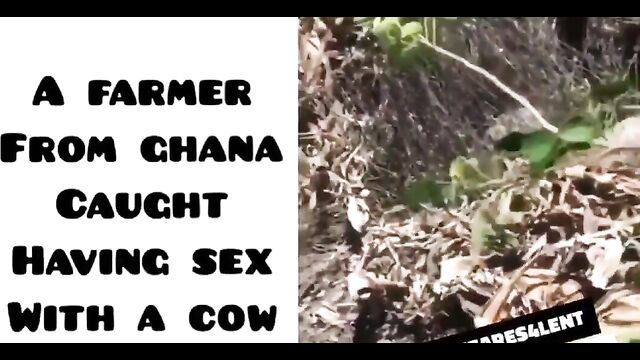 Ghanaian Farmer Caught Having Sex With A Cow In The Bush In Public - 2 image