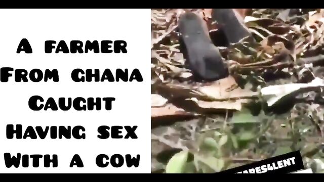 Ghanaian Farmer Caught Having Sex With A Cow In The Bush In Public - 3 image