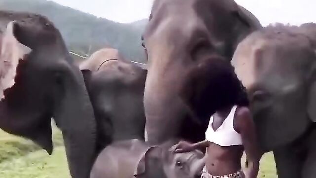 Elephant trying to have sex with tourist without panties - 1 image