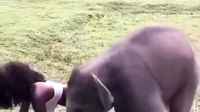 Elephant trying to have sex with tourist without panties