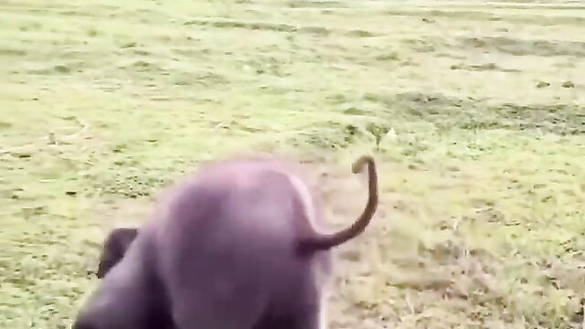 Elephant trying to have sex with tourist without panties - 3 image