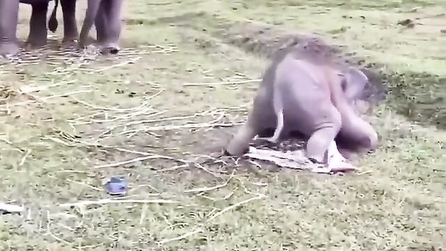 Elephant trying to have sex with tourist without panties - 4 image