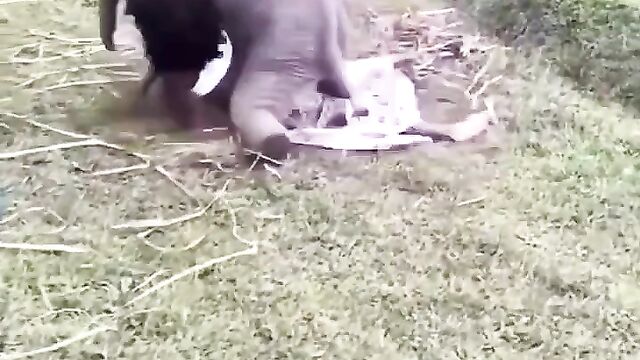 Elephant trying to have sex with tourist without panties - 5 image