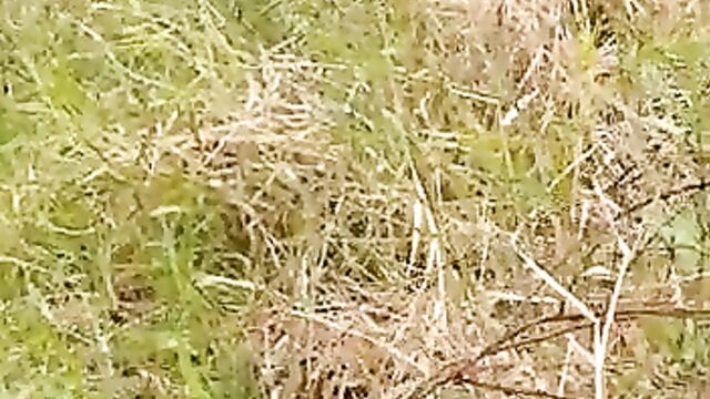 Woman doing bad things with her dog in the bush - 1 image