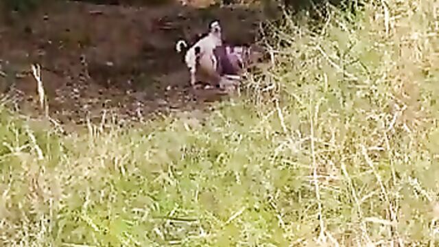 Woman doing bad things with her dog in the bush