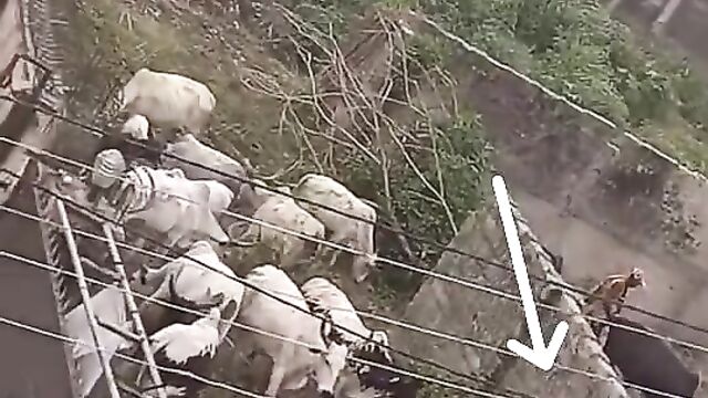 Bull tackles crazy dude banging a cow! - 1 image