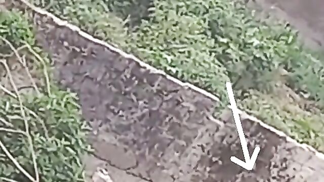 Bull tackles crazy dude banging a cow!