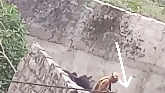 Bull tackles crazy dude banging a cow! - 3 image