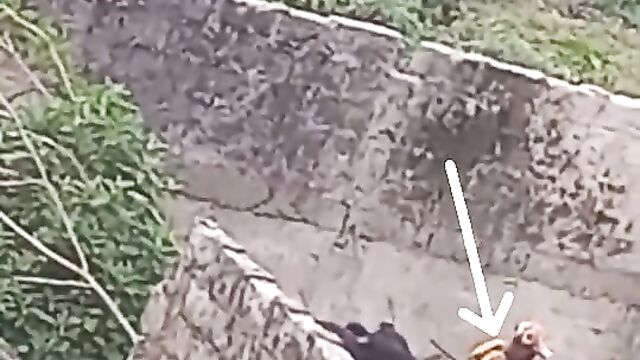 Bull tackles crazy dude banging a cow! - 4 image