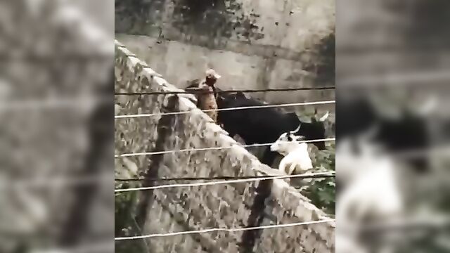 A pervert bonking a cow in Nigeria – Leaked Full Video - 1 image