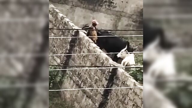 A pervert bonking a cow in Nigeria – Leaked Full Video