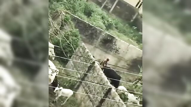 A pervert bonking a cow in Nigeria – Leaked Full Video - 3 image