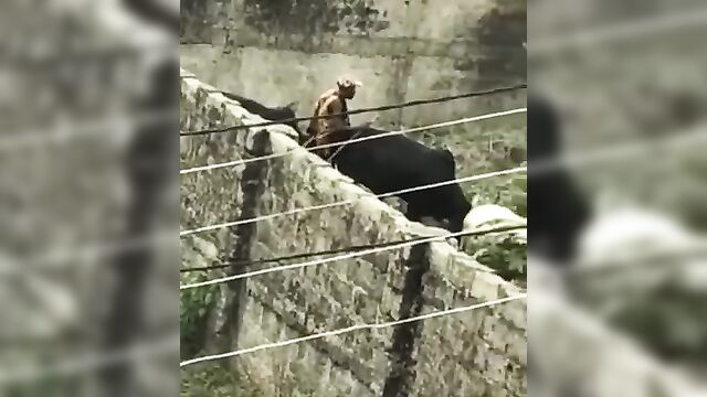 A pervert bonking a cow in Nigeria – Leaked Full Video - 4 image