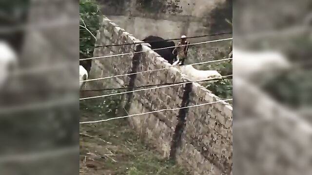 A pervert bonking a cow in Nigeria – Leaked Full Video - 5 image