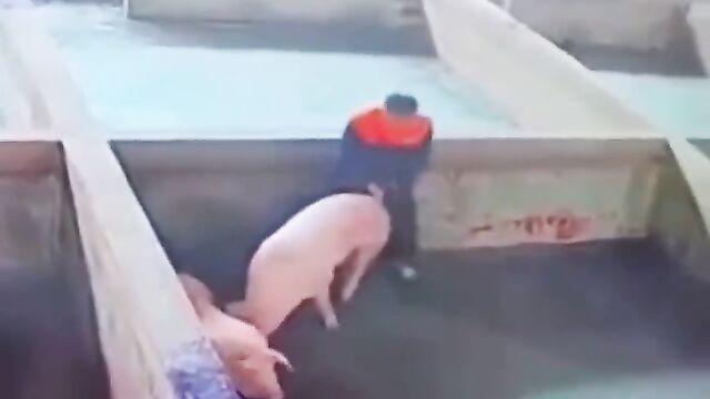 Crazy Dude Trying To Have Sex With A Pig - 1 image