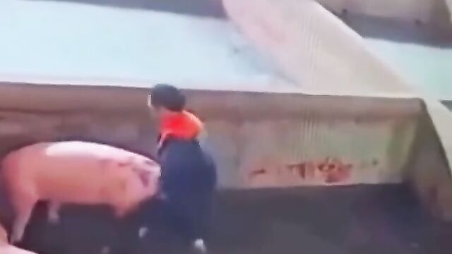 Crazy Dude Trying To Have Sex With A Pig - 2 image