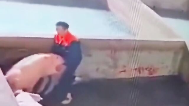 Crazy Dude Trying To Have Sex With A Pig