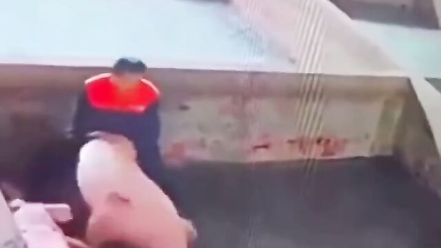 Crazy Dude Trying To Have Sex With A Pig - 4 image