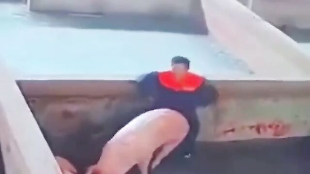 Crazy Dude Trying To Have Sex With A Pig - 5 image